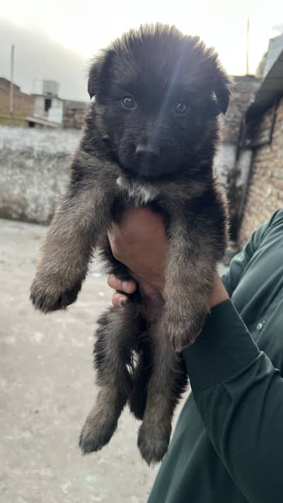 German shepherd puppy black mask show quality