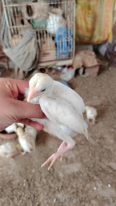 PURE PAPER WHITE HEERA QANDHARI BLOOD LINE CHICKS