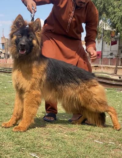 Top quality German Shepherd proper long coat female 7 month age