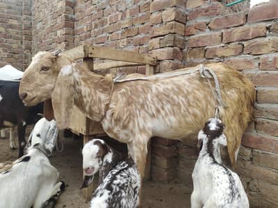 Makhi cheni bakri 6 dant