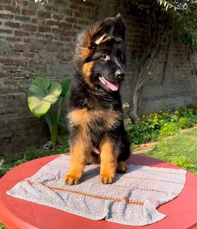 German shepherd puppy 03267458560 WhatsApp contact