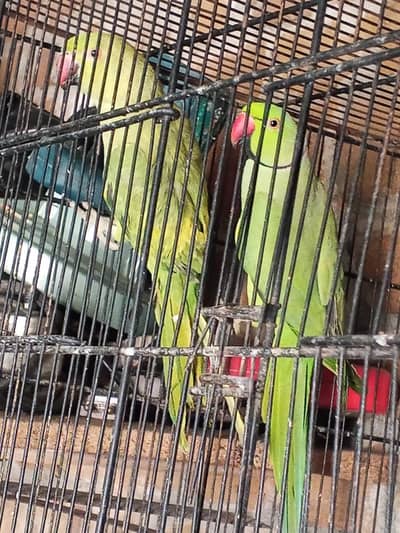 green parot pir for sale