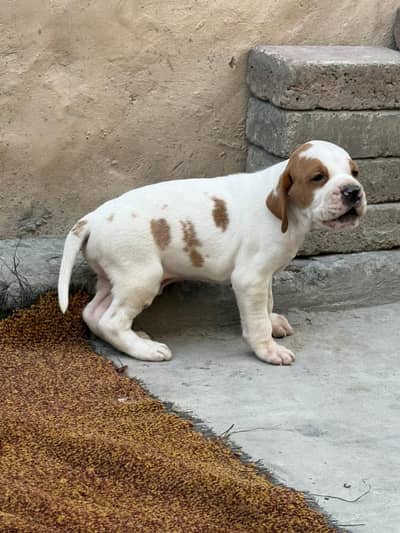 English pointer puppies