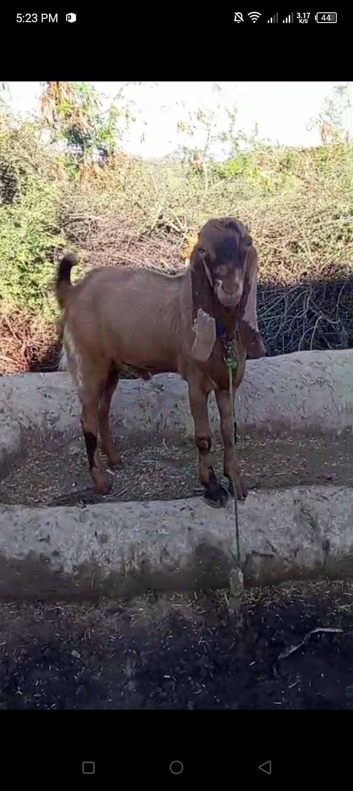 بکرا فار سیل 0