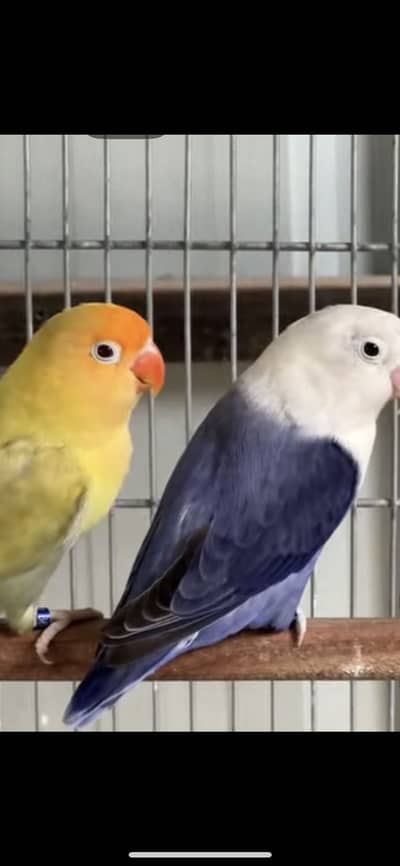 palefellows and opline breeder pairs