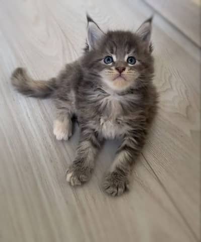 Maine coon