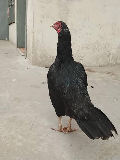 old blood line. lasani  aseel murgi