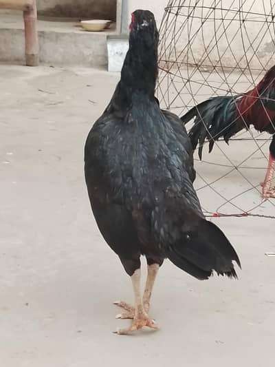 old blood line. lasani  aseel murgi