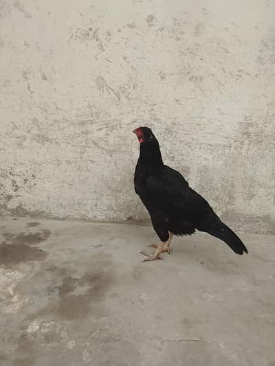 old blood line. lasani  aseel murgi