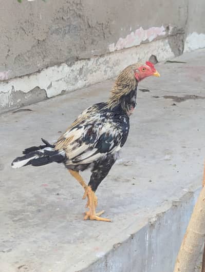 for sell, 2000 per piece