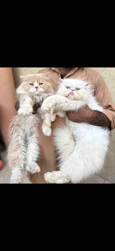 Piki Face Female Cat and Extreme Punch Male Cat