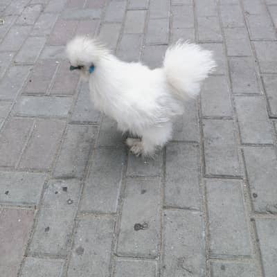 white Silkie for sell