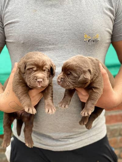 Labrador puppies chocolate