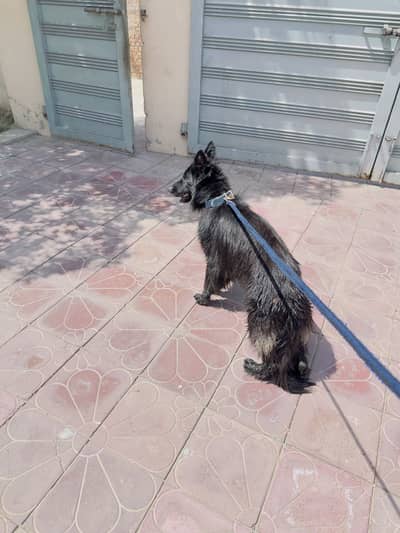 Long coat germane shehperd