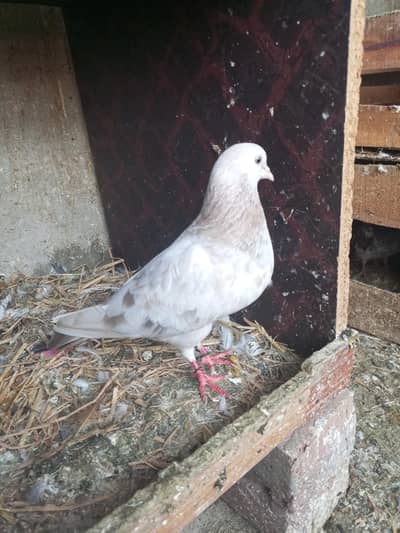 muneer sunnayari wale breeder female. . har chez ki grante