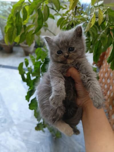 *persian gery kittens| quality punch face | fluffy cat| triple coated*