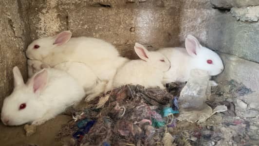 White rabbits for sale