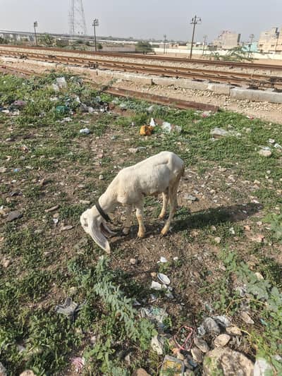 gulabi sheep 4 month male