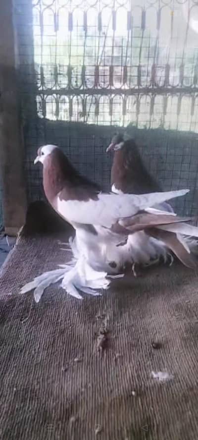 black and red magpie puter