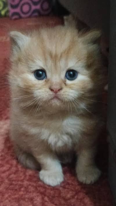 female Persian kittens for sale
