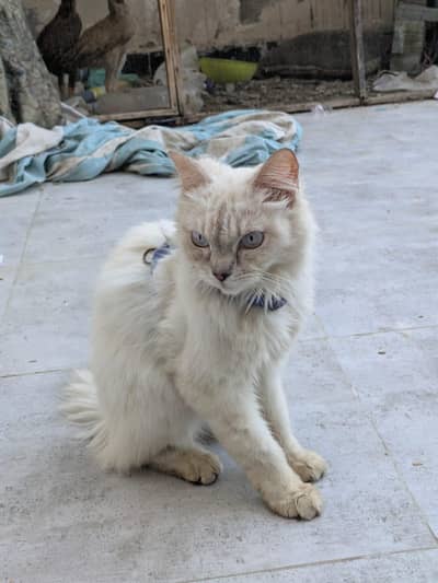 Persian cat female
