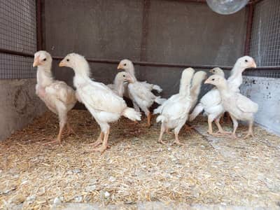 white o shamo chicks [ aseel shamo [high quality shamo [chicks