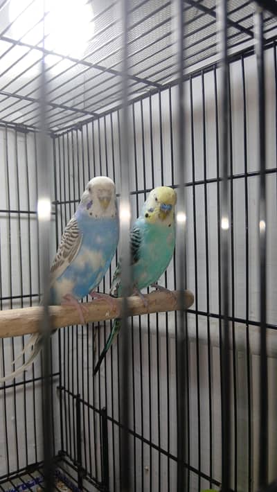 Breader Pair Budgies