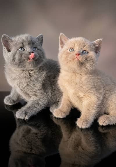 British shorthair,