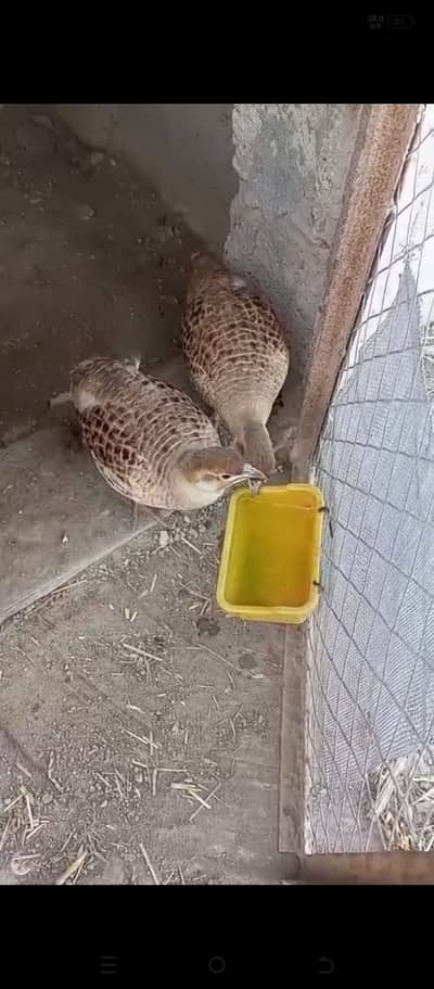 Irani Teetar Breeder Pair