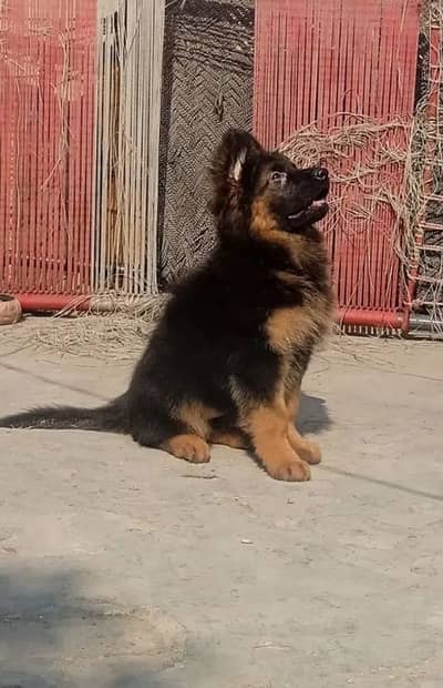 German Shepherd