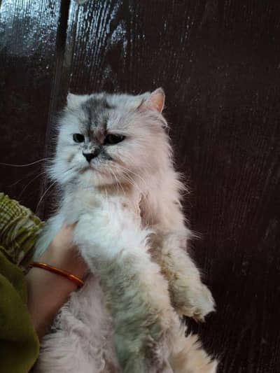 adorable and playful cats