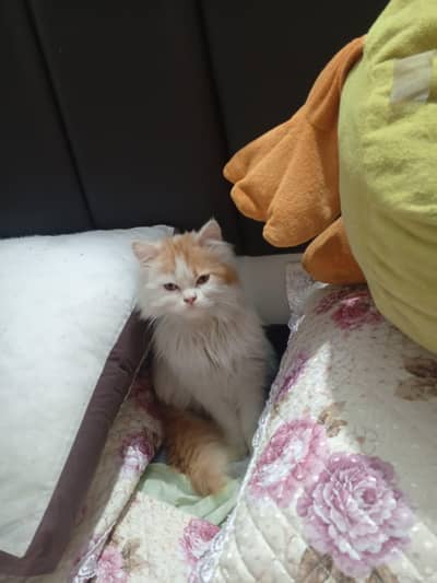 very beautiful pair available contact Whatsapp 03105899408