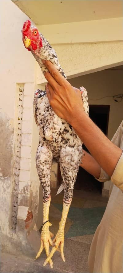 COCO SHAMO BREEDER PAIR KING SIZE PURE GARMAN