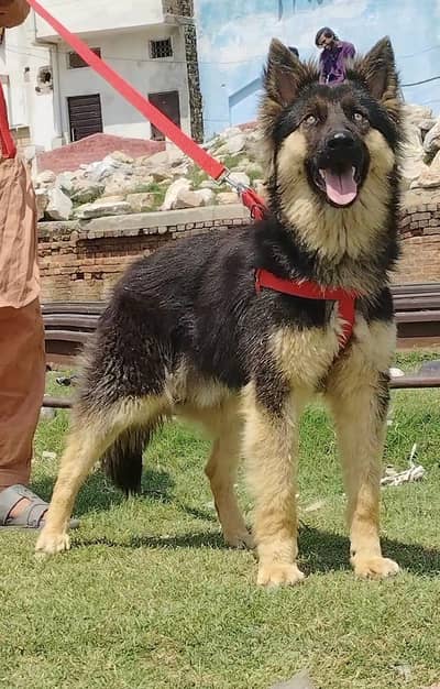 Alsatian bagiyarbifull security Dog pair available for sale