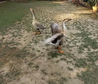 2 Pairs of long neck 1 year breeder ducks available for sale