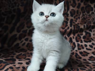British shorthair
