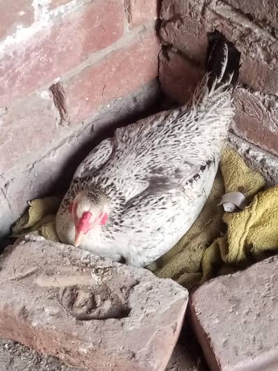 Kurk Golden Murgi for Sale