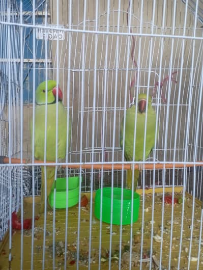 parrot pair ( 2 female 1 male)