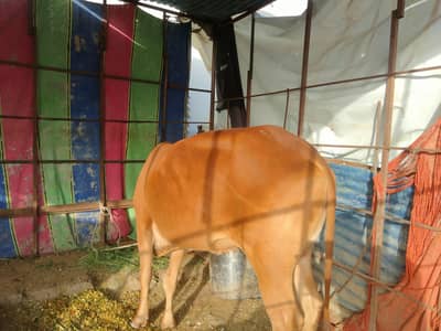 Cow for sale