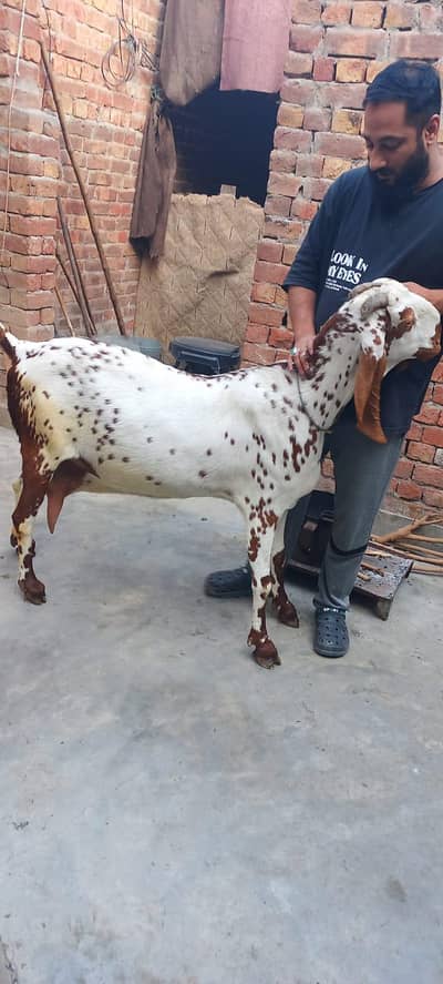 03076022900 bri bakri ha  pick main dakh sakty us sy bhi achi live ha