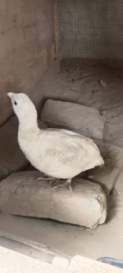 Full White teetar Male