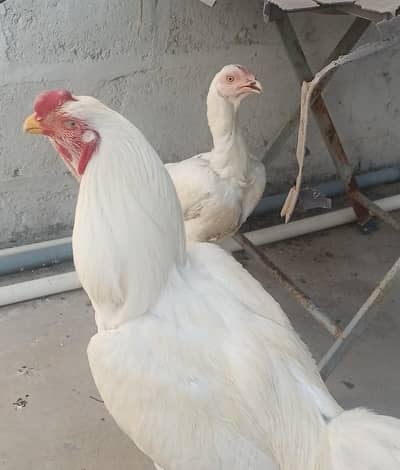 Aseel Heera Qandhari Breeder Male