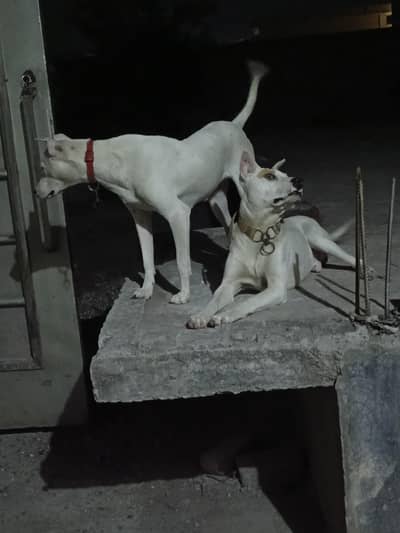 kohati guiltair pair