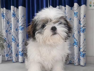 shih tzu puppy female