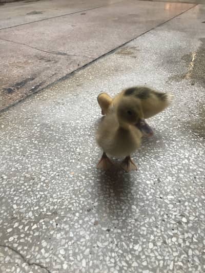 1 month duck for sale