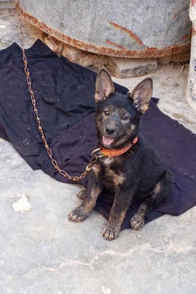 German shepherd puppy