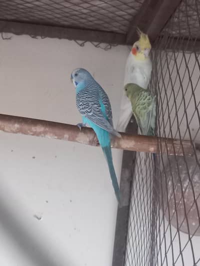 cocktail bird for sale 1 single piece healthy and good