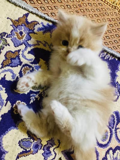 Persian long hair call , semi pouch face