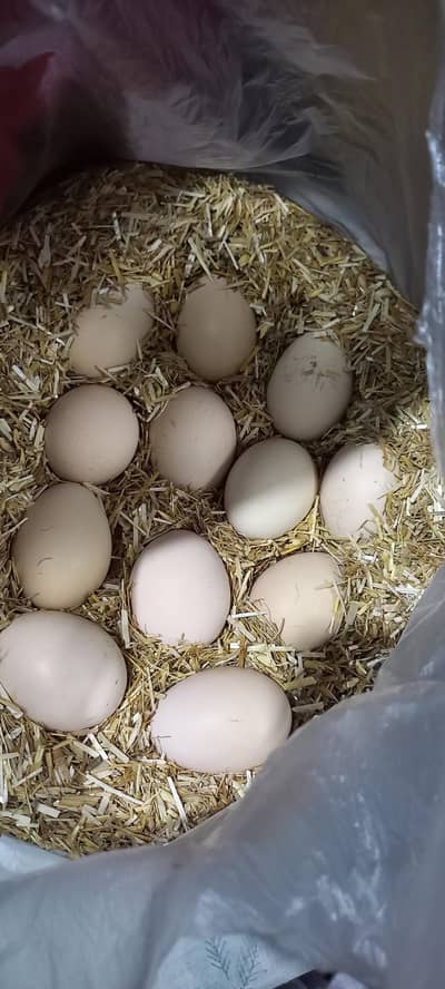 Fresh Fertile Aseel Eggs