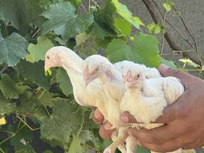 Aseel Heera Chicks
